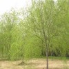 求購:金枝垂柳18--20的