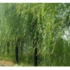 求購:直柳樹桿2公5一3公分粗