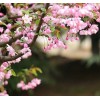 求購(gòu):十四公分大葉垂絲海棠