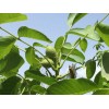 求購:3公分嫁接好的核桃樹1000棵