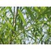 求購杞柳