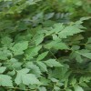 求購一級北欒苗6000棵