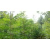 求購:一級北欒苗6000棵，3公分、4公分、5公分