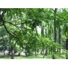 求購(gòu)：皂角28公分桿直全冠分枝點(diǎn)3米左右