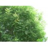 求購:米徑3.5榆樹和國槐