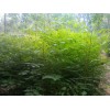 求購：胸徑12公分南欒
