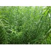 求購：杞柳