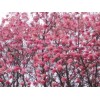 求購：巨紫荊、辛夷、琵芭等