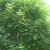 求購，4/5公分速生國槐