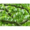求購(gòu)米徑2.5公分的杜仲20000棵