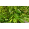 求購(gòu)24公分樸樹(shù)