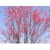 求購：8公分原生紅梅