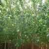 求購(gòu)速生楊種條3米高