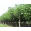 求購速生柳18-20公分