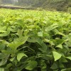 馬褂木小苗60高500000