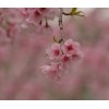 求購(gòu)20的櫻花，