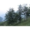 求購華山松 13571701081