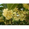 求購(gòu)：桂花，紫薇·