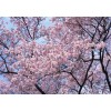 求購(gòu)：13公分早櫻染井吉野