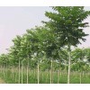 求購4-4.5米白皮一級樹