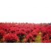 求購：冠2.5米紅葉石楠