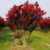 求購：10公分二紅紫薇，枝條順丫