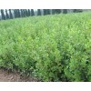 求購小葉黃楊5萬株