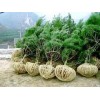 營(yíng)養(yǎng)缽側(cè)柏