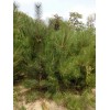 求購5.5米油松冠幅3.5米左右 量大的聯系