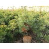 求購：1.2米華山松