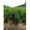 桃樹苗10000株