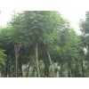 求購：胸徑24公分藍(lán)花楹