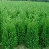 常年收購各種規(guī)格 蜀檜 檜柏 快柏