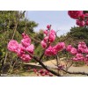 嫣紅菊花桃，迎夏花，榆葉梅