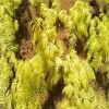 求購紅葉楊小苗、多花藍果樹、金葉水杉小苗一批