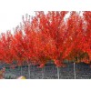 求購：5公分紅楓