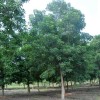 求購：15公分重陽木