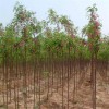 求購13公分香花槐