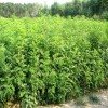 求購0.3荊條苗