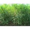 求購:白榆小苗20萬，0.6以上