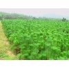 求購 側(cè)柏小苗，高50-60公分冠幅20-25共要35萬小杯苗
