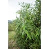 急購5.5米白皮150棵
