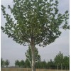 求購：胸徑12公分米徑紅櫸500棵