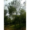 求購：18公分榔榆