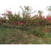 求購：25公分百日紅