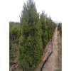 求購:6米蜀檜（檜柏）（快柏）