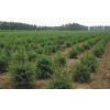 求購：云杉杯苗40公分以上的，杯大小不限，5萬棵