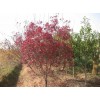 求購：13公分紅櫨