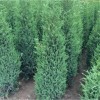 求購：高1.2米刺柏