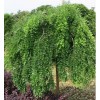求購10公分垂槐400棵